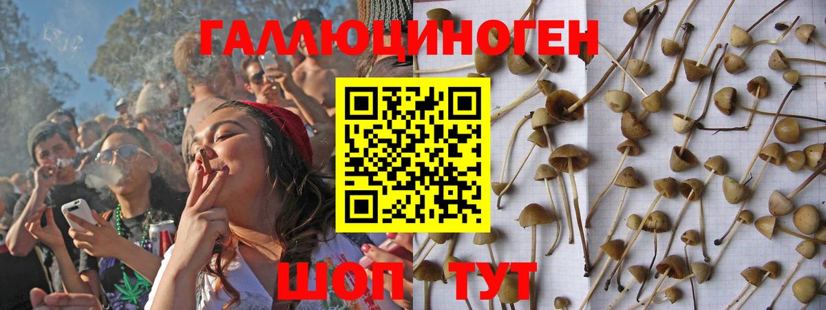 Псилоцибиновые грибы Psilocybine cubensis Рославль